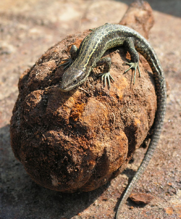 ящерка.jpg ящерка.jpg